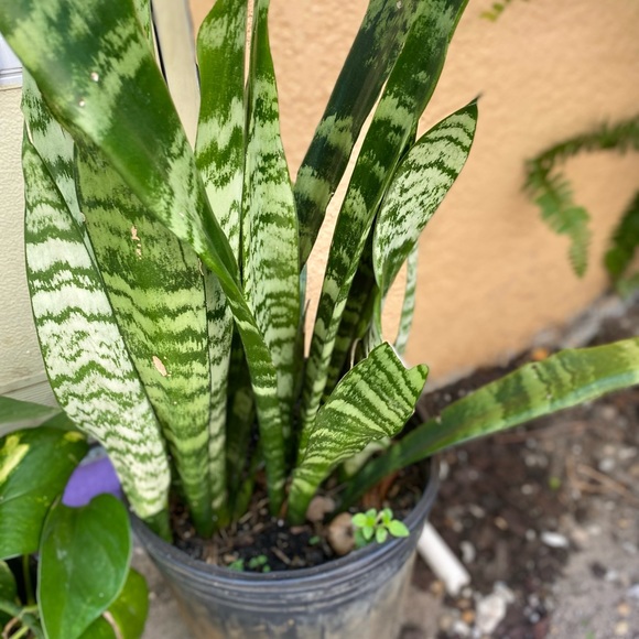 Plants - Picture 2 of 7